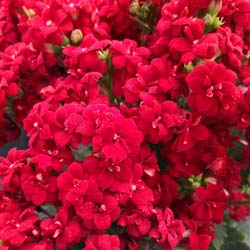 Kalanchoe Red flowered